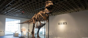 La subasta de “Gus” el tiranosaurio rex fue la más cara de la historia