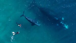 Alerta en Puerto Madryn por buceo ilegal con ballenas